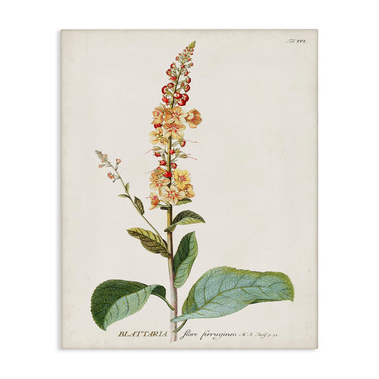 Stupell Industries Scientific Botanical Plant Canvas Wall Art